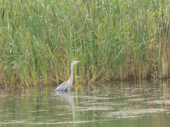 Blashford Lakes
