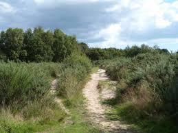 Ferndown Common