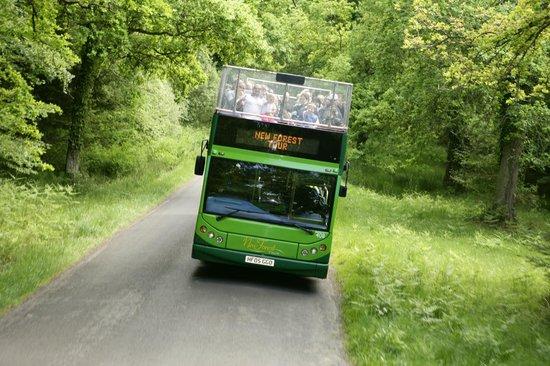 New Forest Tour