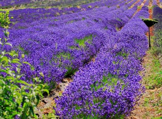 New Forest Lavender Farm