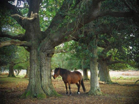 New Forest Walking Adventures