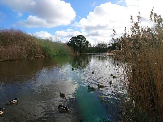 The Common